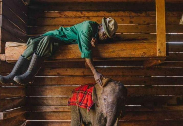  he Guardians Of Elephants Kindness That Should Be More